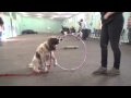 Sussex County Dog Training Classes Sussex County Dog Training Classes
