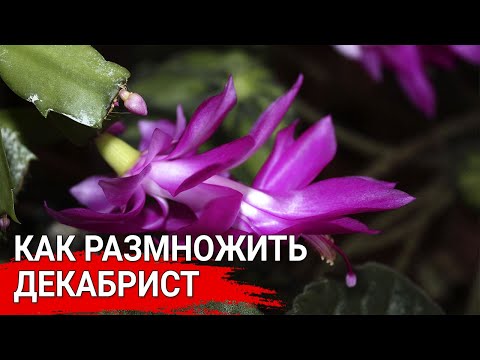 Видео: Техника размножения бутонизацией - Как размножать растения бутонизацией