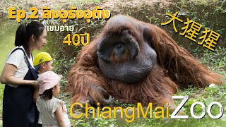 Chiangmai Zoo | สวนสัตว์เชียงใหม่ Ep.2 ลิงอุรังอุตัง #chiangmaizoo #大猩猩 #ลิงอุรังอุตัง