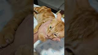 Кот Алекс 🧡Cat Alex 🧡
