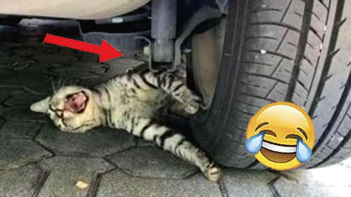 Watch the video about Funny Cats 🐧 The Funny And Dramatic Reaction 😁 The Pet Zone