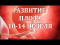 Развитие Плода 10 -14 Неделя Беременности. Скрининг 1 Триместра.