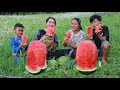 Pick and eat fresh juicy water melon - Yummy eating water melon with brothers and sister at mountain