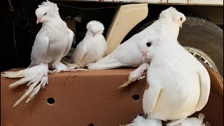 هذا ما رأيت في سوق اربيل للحيوانات والطيور