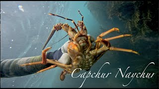 Crayfish dive coromandel New Zealand