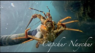 Crayfish Dive Coromandel New Zealand