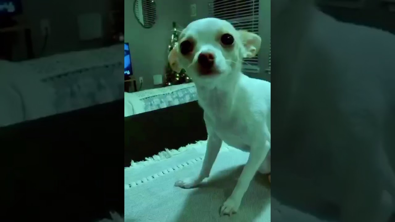 Tik tok tiktok Taco the chihuahuas quick dance warm up. {Directed by