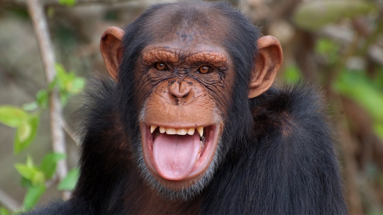 Monkey Sound Effect - Chimpanzee noise - YouTube
