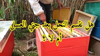 تقسيم النحل بعد جني العسل  !!!!؟