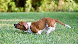 Basset Hound Nose Work: Fun and Engaging