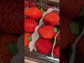 Sch fruits  du ty golden fruit strawberry hn quc