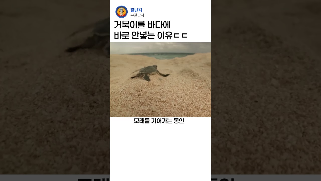 거북이를 바다에 바로 않넣는 이유ㄷㄷ