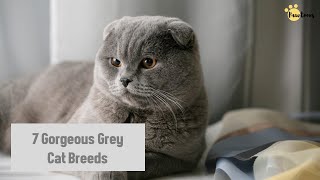 7 Gorgeous Grey Cat Breeds | Animals Unlimited | Pawtoons | Sameer Gudhate