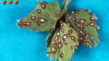 Strawberry Diseases, Pests and their Management