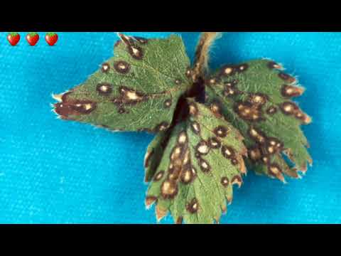 Video: Diseases And Pests Of Strawberries
