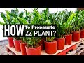 ZZ Plant Propagation | Water versus Soil Propagation | Indoor Plants