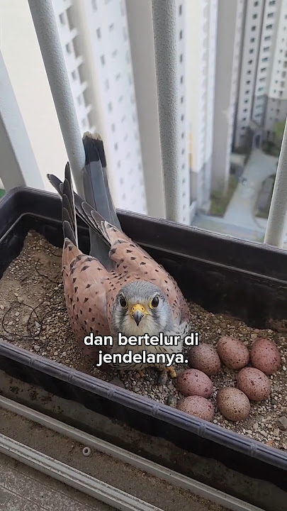 This kestrel laid an egg on her window ❤️ #shorts