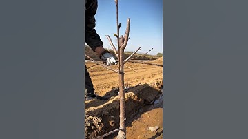 "Proper Tree Pruning for Better Shape and Yield"#satisfying #pruning #shorts
