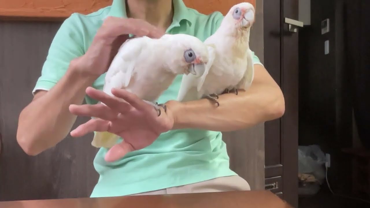 オウム紹介 | オウムのカフェ FREAK