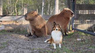 Capybara Lofi | Music to Work, Study, and Relax to (Support Real Capybaras)