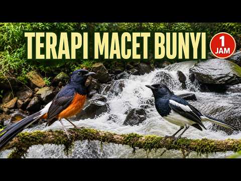 Terapi Burung Macet Bunyi | Suara Air dan Kicau Alam 1 Jam