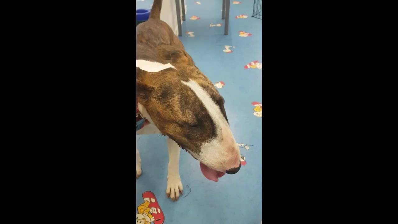 Using the Gentle Leader Headcollar to supress Tail Chasing Behaviours