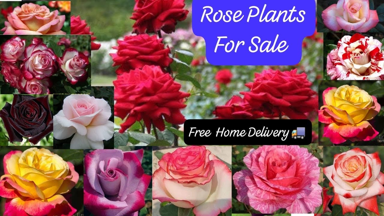 New Collection🌹Low Maintenance Rose Plants🌹Free Shipping😱WhatsApp-8250221446🌹Free Gift With Order❤️
