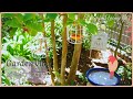 【ガーデンvlog】庭に来る鳥さんをDIYバードバスでおもてなし|ブルーベリー剪定