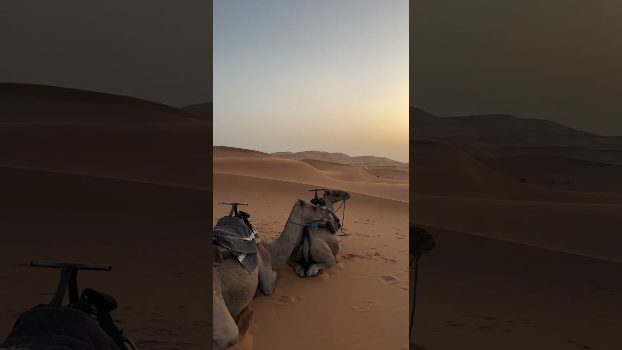 Camel Ride In The Sahara Sunset Adventure Morocco