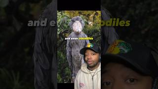You Won’t Believe the Shoebill Storks Diet 👀