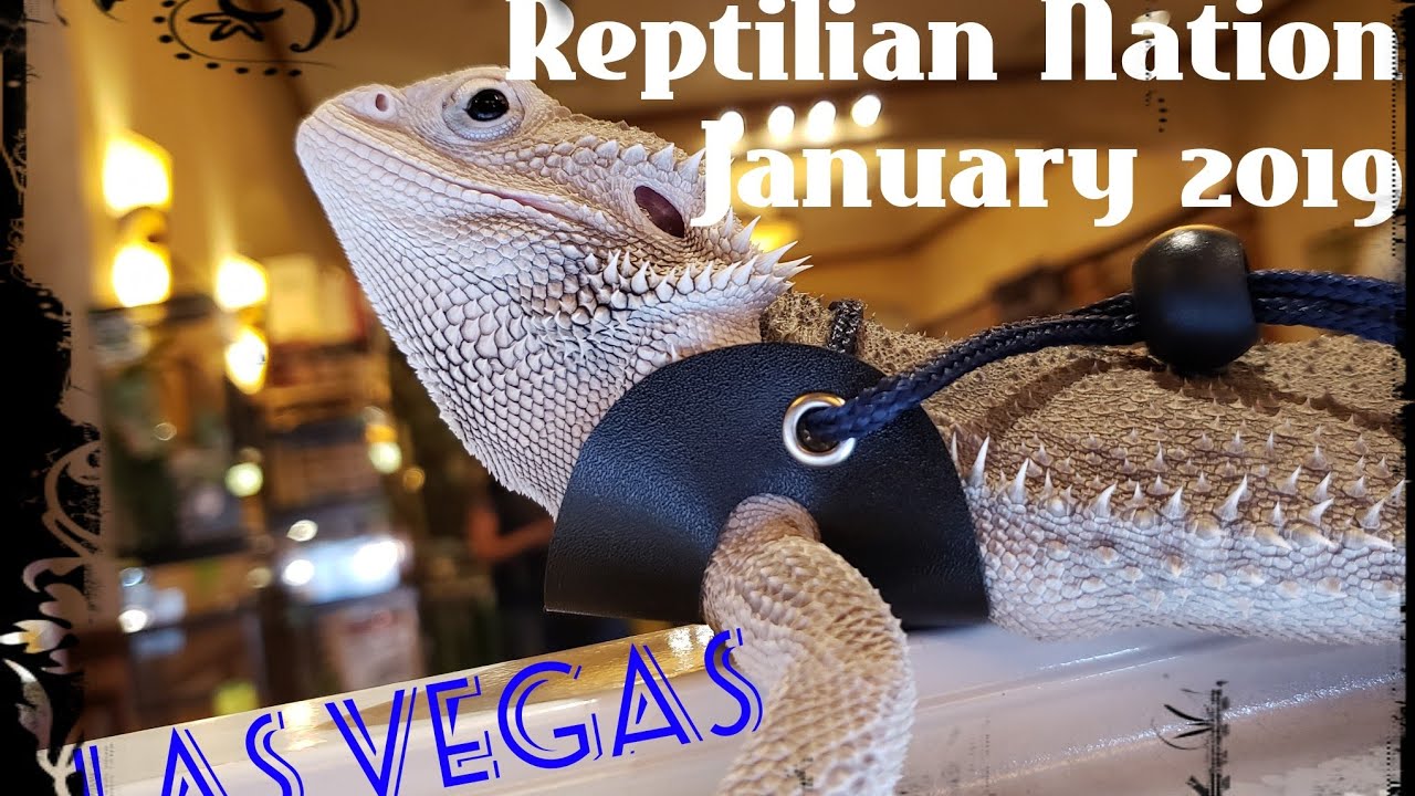 Las Vegas reptile show day two YouTube