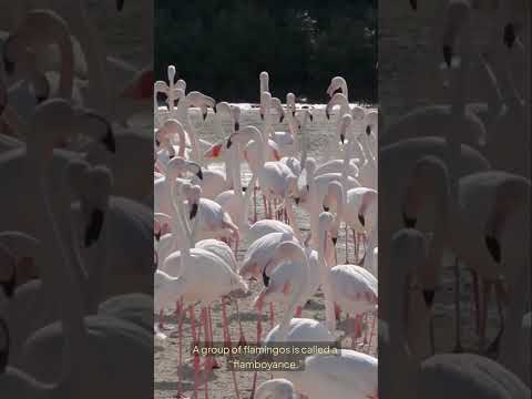 FLAMINGO GROUP =