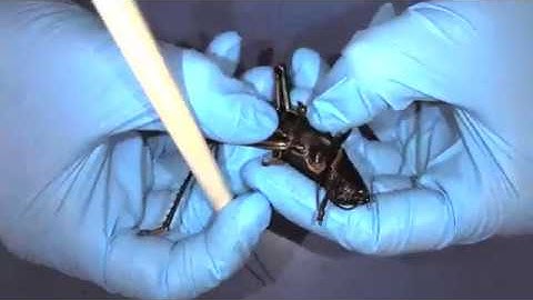 Demonstration: Grasshopper Dissection