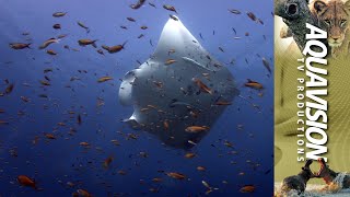 Welcome to the Giant Manta Rays cleaning station, available in UltraHD