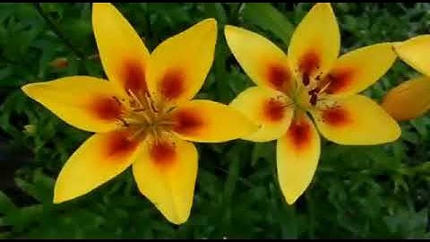 سورة الاخلاص مكية