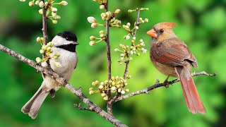 Nature and Bird Sounds - Morning bird sounds for a refreshing start - Relaxing sounds for The Soul