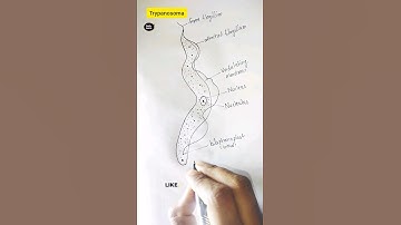 How to draw trypanosoma/ trypanosoma gambiense #shorts #viral #science  #diagram#drawing #dailylearn