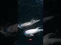 Rare Aerial View of Two Sperm Whales Gliding Through the Deep Blue Ocean #short #sea #giantwhale