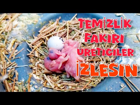 Yavrularımız Çıkmaya Başladı l Üretim Ne Zaman Bitirilir