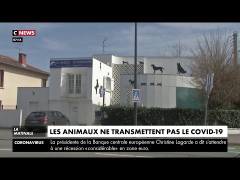 Les animaux domestiques peuvent-ils transmettre le coronavirus ? Les animaux domestiques peuvent-ils transmettre le coronavirus ?