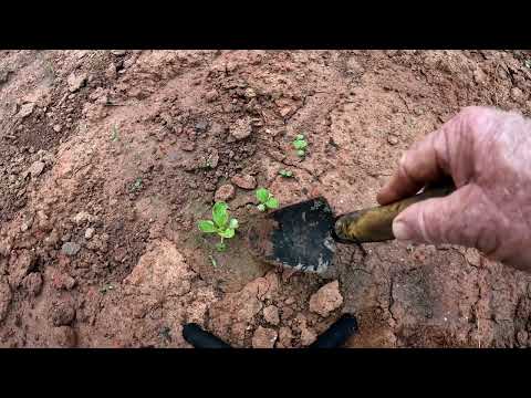 HOW TO TRANSPLANT FALL CABBAGE AND RADISHES THAT ARE HARD TO TRANSPLANT