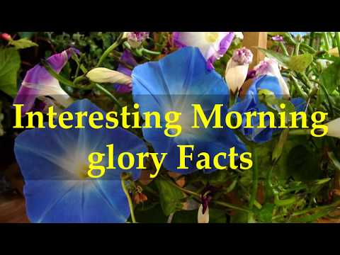 Interesting Morning glory Facts