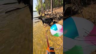 Finding The Beach Ball (Pt 1 Wimpus Maximus) #newfoundlanddog #newfiereactions