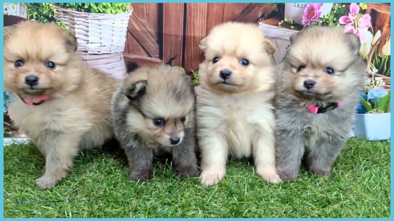 ポメラニアン 742602 ポメラニアン - YouTube