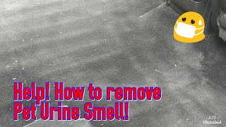 How to remove pet urine odor from your car carpet!