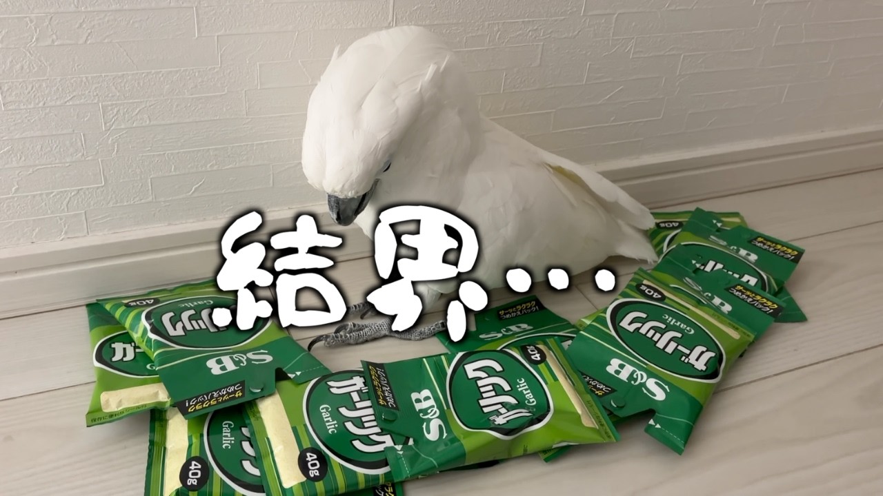 止まっていたゆきまる氏、急に目が変わりました