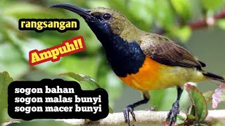 Rangsangan harian sogon bahan supaya bunyi - terapi sogon malas bunyi.