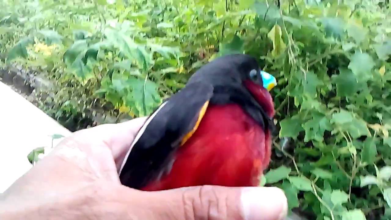 Menangkap Burung Hitam dan Merah Yang Terjebak Di Semak 
