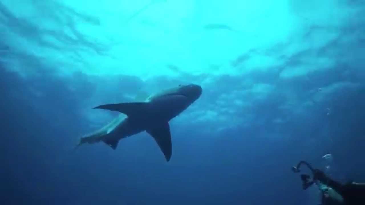 camera iphone 8 plus apk Sandbar Shark Dance With Emerald Charters