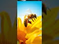 5 Bustling Bee Facts Facts Bee Bees Shortsvideo Shorts Shortsfeed Wildlife Beemovie 5 Bustling Bee Facts Facts Bee Bees Shortsvideo Shorts Shortsfeed Wildlife Beemovie